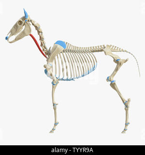 3D-gerenderte Medizinisch genaue Abbildung der Equine Muskel Anatomie - Omohyoid Stockfoto