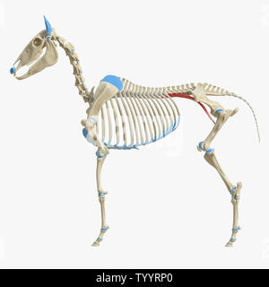 3D-gerenderte Medizinisch genaue Abbildung der Equine Muskel Anatomie - Psoas Major Stockfoto