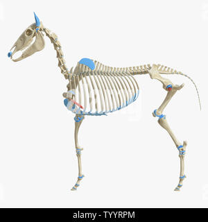 3D-gerenderte Medizinisch genaue Abbildung der Equine Muskel Anatomie - Rectus Thoracis Stockfoto