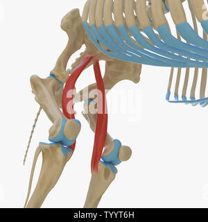 3D-gerenderte Medizinisch genaue Abbildung der Equine Muskel Anatomie - Sartorius Stockfoto