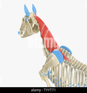 3D-gerenderte Medizinisch genaue Abbildung der Equine Muskel Anatomie - Semispinalis Capitis Stockfoto