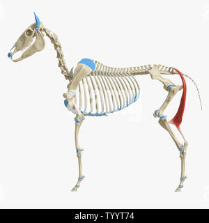 3D-gerenderte Medizinisch genaue Abbildung der Equine Muskel Anatomie - Semitendinosus Stockfoto