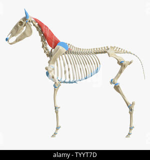 3D-gerenderte Medizinisch genaue Abbildung der Equine Muskel Anatomie - Semispinalis Capitis Stockfoto