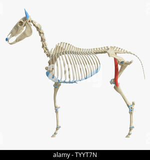 3D-gerenderte Medizinisch genaue Abbildung der Equine Muskel Anatomie - Sartorius Stockfoto