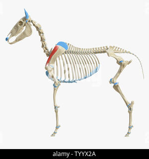 3D-gerenderte Medizinisch genaue Abbildung der Equine Muskel Anatomie - Supraspinatus Stockfoto