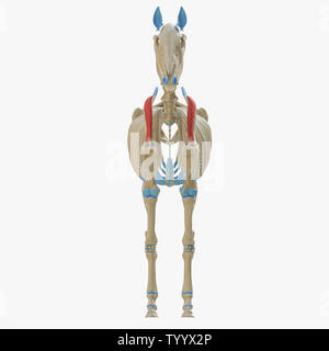 3D-gerenderte Medizinisch genaue Abbildung der Equine Muskel Anatomie - Supraspinatus Stockfoto