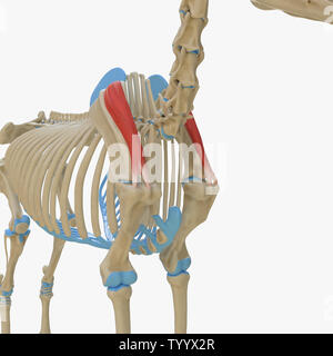 3D-gerenderte Medizinisch genaue Abbildung der Equine Muskel Anatomie - Supraspinatus Stockfoto