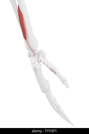 3D-gerenderte Medizinisch genaue Abbildung der Extensor Pollicis Brevis Stockfoto