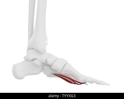3D-gerenderte medizinisch genauen Abbildung des Lumbrical Muskeln Stockfoto