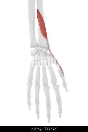 3D-gerenderte Medizinisch genaue Abbildung der Extensor Pollicis Brevis Stockfoto