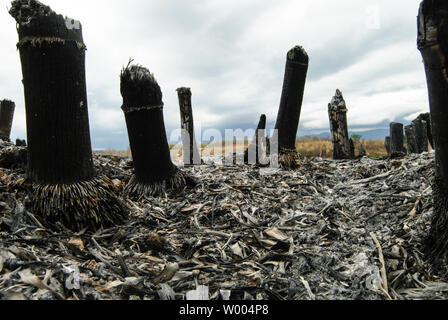 Reste von Wald oder Busch Brand in Thailand. Stockfoto