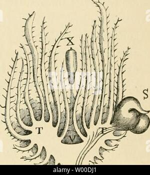 Archiv Bild ab Seite 25 von Die Gallen der Pflanzen, ein Stockfoto