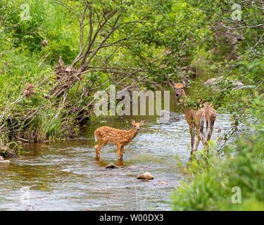 Ein whitetail deer Fawn, Odocoileus virginianus, in einem kleinen Bach mit seiner Mutter steht, die Doe, der Bach in den Adirondacks, NY, USA Stockfoto