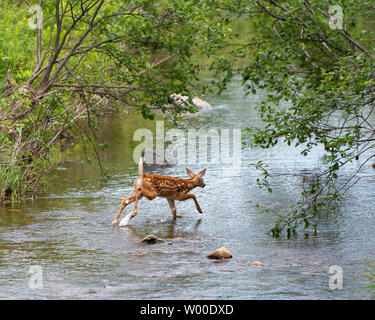 Ein whitetail deer Fawn, Odocoileus virginianus, durch das Wasser in einem kleinen Bach in den Adirondack Mountains springen, NY, USA Stockfoto