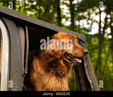 Ein schöner Golden Retriever Hund aus der Rückseite eines Fahrzeugs auf einem Wilderness Road in den Adirondack Mountains hängend, NY, USA, schauen und lächeln. Stockfoto