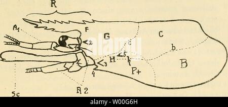 Archiv Bild von Seite 30 der Decapodenfauna der Adria sterben. Decapodenfauna der Adria: Versuch einer Monographie diedecapodenfaun 00 Pest Jahr: 1918 11 R FTI 5, + R. Sterben Stockfoto