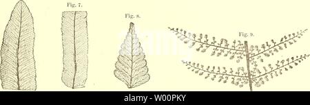 Archiv Bild von Seite 42 der Sterben farnkräuter der jetztwelt, zur Stockfoto