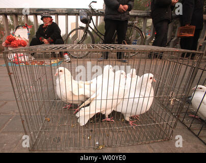 Eine chinesische Frau Uhren Ihr Käfig von Tauben, die zum Verkauf auf einem Bürgersteig in Peking am 26. November 2011. UPI/Stephen Rasierer Stockfoto