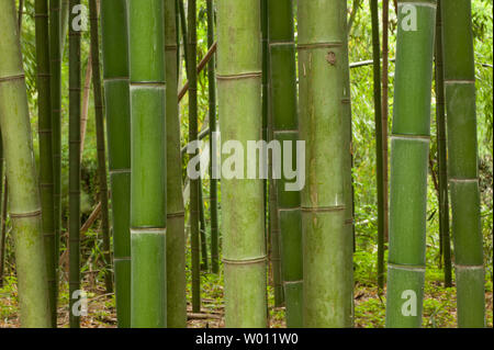 Schöne horizontale Bambus Stengel mit Blättern im Hintergrund. Stockfoto