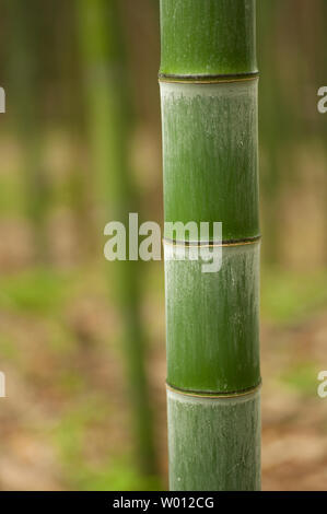 Schöne horizontale Bambus Stengel mit Blättern im Hintergrund. Stockfoto