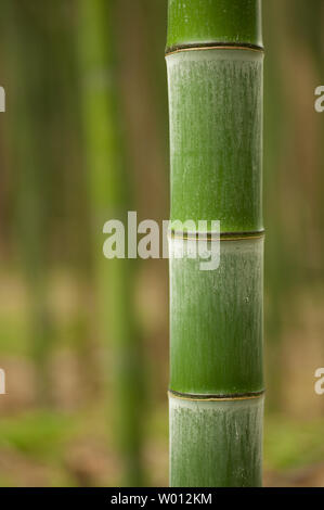 Schöne horizontale Bambus Stengel mit Blättern im Hintergrund. Stockfoto