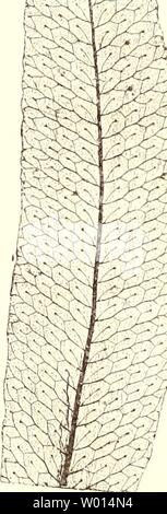 Archiv Bild von Seite 61 Sterben farnkräuter der jetztwelt, zur Stockfoto