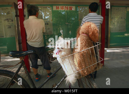 Chinesische Männer lesen Sie den lokalen und nationalen Tageszeitungen, die von der Regierung jeden Tag auf der Straße Bulletin Boards, wie zwei Hunde, die in einem Korb Fahrrad in Peking am 30. Juni 2014 hängen. Trotz der Bemühungen Chinas, nach und nach bis zu den westlichen Kultur öffnen, ihre Zeitungen, Zeitschriften, Radio und Fernsehen sind fest von staatlichen Zensoren kontrolliert. UPI/Stephen Rasierer Stockfoto