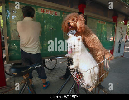 Chinesische Männer lesen Sie den lokalen und nationalen Tageszeitungen, die von der Regierung jeden Tag auf der Straße Bulletin Boards, wie zwei Hunde, die in einem Korb Fahrrad in Peking am 30. Juni 2014 hängen. Trotz der Bemühungen Chinas, nach und nach bis zu den westlichen Kultur öffnen, ihre Zeitungen, Zeitschriften, Radio und Fernsehen sind fest von staatlichen Zensoren kontrolliert. UPI/Stephen Rasierer Stockfoto