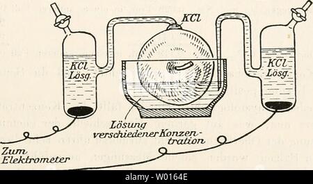 Archiv Bild von Seite 64 der Entstehung elektrischer Ströme im Sterben. Die Entstehung elektrischer Ströme in lebenden Geweben und ihre künstliche Nachahmung durch synthetische organische Substanzen; experimentelle Untersuchungen dieentstehungele 00 beut Jahr: 1920 Das elektromotorische Verhalten der Gewebe gegen 'Wasser usw. 51 Mann Pflanzenteile, statt (wie bisher) tierische Organe werden - nutzt. Alle grünen Pflanzen sind bekanntlich mit festen, auch chemisch widerstandsfähigen Membran umkleidet, der Sog. cuticula. This zeigt einen gleichgerichteten größeren Konzentrationseffekt wie sterben Oberf Stockfoto