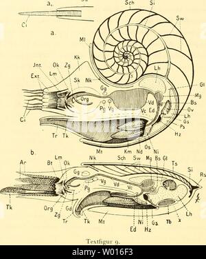 Archiv Bild von Seite 65 der Cephalopoden Sterben, ich Teil (1921) Stockfoto