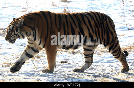 Touristen besuchen und füttern Sibirische Tiger an der Sibirische Tiger Park in Harbin, die Hauptstadt der Provinz Heilongjiang im Nordosten Chinas, 17. Januar 2015. Der Park, der größte Zucht der Welt für die Spezies, die es Besuchern ermöglicht, zu senden Schafe (100 $), Hühner (25 $) und Kühe (350 $) in den Tod, indem Sie sie in die Tiger Bereiche für einen symbolischen Preis freigegeben werden. Der sibirische Tiger ist die größte der großen Katzen der Welt. Foto von Stephen Rasierer/UPI Stockfoto