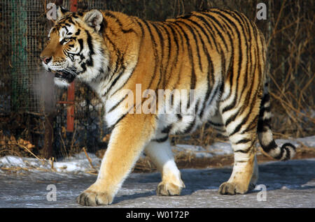 Touristen besuchen und füttern Sibirische Tiger an der Sibirische Tiger Park in Harbin, die Hauptstadt der Provinz Heilongjiang im Nordosten Chinas, 17. Januar 2015. Der Park, der größte Zucht der Welt für die Spezies, die es Besuchern ermöglicht, zu senden Schafe (100 $), Hühner (25 $) und Kühe (350 $) in den Tod, indem Sie sie in die Tiger Bereiche für einen symbolischen Preis freigegeben werden. Der sibirische Tiger ist die größte der großen Katzen der Welt. Foto von Stephen Rasierer/UPI Stockfoto