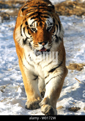 Touristen besuchen und füttern Sibirische Tiger an der Sibirische Tiger Park in Harbin, die Hauptstadt der Provinz Heilongjiang im Nordosten Chinas, 17. Januar 2015. Der Park, der größte Zucht der Welt für die Spezies, die es Besuchern ermöglicht, zu senden Schafe (100 $), Hühner (25 $) und Kühe (350 $) in den Tod, indem Sie sie in die Tiger Bereiche für einen symbolischen Preis freigegeben werden. Der sibirische Tiger ist die größte der großen Katzen der Welt. Foto von Stephen Rasierer/UPI Stockfoto