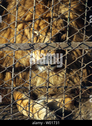 Touristen besuchen und füttern Sibirische Tiger an der Sibirische Tiger Park in Harbin, die Hauptstadt der Provinz Heilongjiang im Nordosten Chinas, 17. Januar 2015. Der Park, der größte Zucht der Welt für die Spezies, die es Besuchern ermöglicht, zu senden Schafe (100 $), Hühner (25 $) und Kühe (350 $) in den Tod, indem Sie sie in die Tiger Bereiche für einen symbolischen Preis freigegeben werden. Der sibirische Tiger ist die größte der großen Katzen der Welt. Foto von Stephen Rasierer/UPI Stockfoto