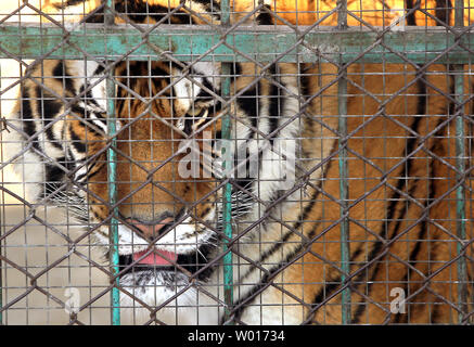 Touristen besuchen und füttern Sibirische Tiger an der Sibirische Tiger Park in Harbin, die Hauptstadt der Provinz Heilongjiang im Nordosten Chinas, 17. Januar 2015. Der Park, der größte Zucht der Welt für die Spezies, die es Besuchern ermöglicht, zu senden Schafe (100 $), Hühner (25 $) und Kühe (350 $) in den Tod, indem Sie sie in die Tiger Bereiche für einen symbolischen Preis freigegeben werden. Der sibirische Tiger ist die größte der großen Katzen der Welt. Foto von Stephen Rasierer/UPI Stockfoto