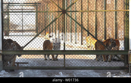 Touristen besuchen und füttern Sibirische Tiger an der Sibirische Tiger Park in Harbin, die Hauptstadt der Provinz Heilongjiang im Nordosten Chinas, 17. Januar 2015. Der Park, der größte Zucht der Welt für die Spezies, die es Besuchern ermöglicht, zu senden Schafe (100 $), Hühner (25 $) und Kühe (350 $) in den Tod, indem Sie sie in die Tiger Bereiche für einen symbolischen Preis freigegeben werden. Der sibirische Tiger ist die größte der großen Katzen der Welt. Foto von Stephen Rasierer/UPI Stockfoto