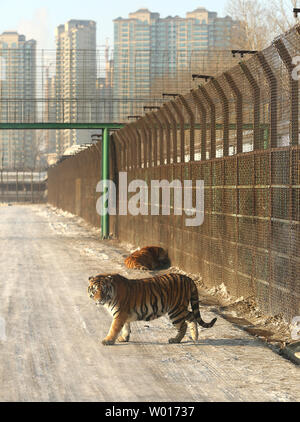 Touristen besuchen und füttern Sibirische Tiger an der Sibirische Tiger Park in Harbin, die Hauptstadt der Provinz Heilongjiang im Nordosten Chinas, 17. Januar 2015. Der Park, der größte Zucht der Welt für die Spezies, die es Besuchern ermöglicht, zu senden Schafe (100 $), Hühner (25 $) und Kühe (350 $) in den Tod, indem Sie sie in die Tiger Bereiche für einen symbolischen Preis freigegeben werden. Der sibirische Tiger ist die größte der großen Katzen der Welt. Foto von Stephen Rasierer/UPI Stockfoto