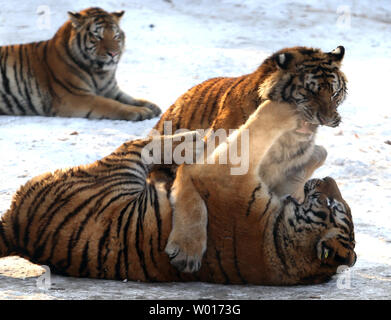 Touristen besuchen und füttern Sibirische Tiger an der Sibirische Tiger Park in Harbin, die Hauptstadt der Provinz Heilongjiang im Nordosten Chinas, 17. Januar 2015. Der Park, der größte Zucht der Welt für die Spezies, die es Besuchern ermöglicht, zu senden Schafe (100 $), Hühner (25 $) und Kühe (350 $) in den Tod, indem Sie sie in die Tiger Bereiche für einen symbolischen Preis freigegeben werden. Der sibirische Tiger ist die größte der großen Katzen der Welt. Foto von Stephen Rasierer/UPI Stockfoto
