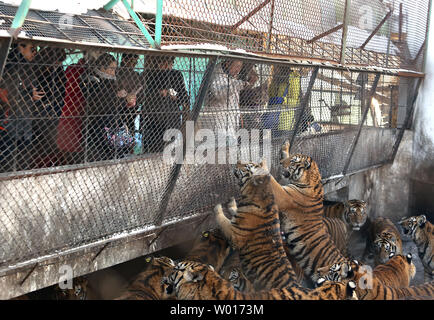 Touristen besuchen und füttern Sibirische Tiger an der Sibirische Tiger Park in Harbin, die Hauptstadt der Provinz Heilongjiang im Nordosten Chinas, 17. Januar 2015. Der Park, der größte Zucht der Welt für die Spezies, die es Besuchern ermöglicht, zu senden Schafe (100 $), Hühner (25 $) und Kühe (350 $) in den Tod, indem Sie sie in die Tiger Bereiche für einen symbolischen Preis freigegeben werden. Der sibirische Tiger ist die größte der großen Katzen der Welt. Foto von Stephen Rasierer/UPI Stockfoto