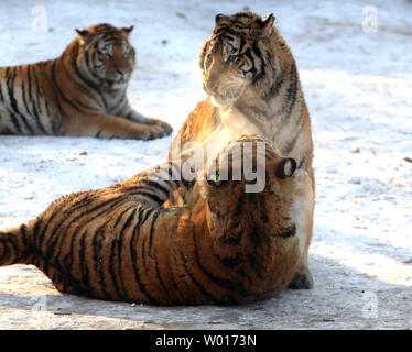 Touristen besuchen und füttern Sibirische Tiger an der Sibirische Tiger Park in Harbin, die Hauptstadt der Provinz Heilongjiang im Nordosten Chinas, 17. Januar 2015. Der Park, der größte Zucht der Welt für die Spezies, die es Besuchern ermöglicht, zu senden Schafe (100 $), Hühner (25 $) und Kühe (350 $) in den Tod, indem Sie sie in die Tiger Bereiche für einen symbolischen Preis freigegeben werden. Der sibirische Tiger ist die größte der großen Katzen der Welt. Foto von Stephen Rasierer/UPI Stockfoto