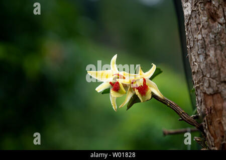 Wilde Orchideen blühen in den Wald von Song Mao nationale Reserve in Binh Thuan Provinz, Vietnam Stockfoto