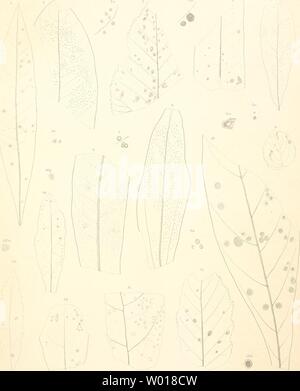 Archiv Bild von Seite 68 der fossilen Flora von Leoben. Stockfoto