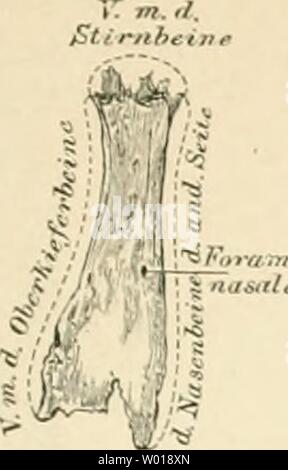 Archiv Bild von Seite 70 der beschreibenden und topographische Anatomie sterben. Beschreibende und topographische Anatomie des Menschen diedescriptiveun 00 heit Jahr sterben: 1896 Lüneburg des Gesichtes. 31. Stockfoto