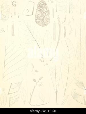 Archiv Bild von Seite 70 der fossilen Flora von Leoben. Stockfoto