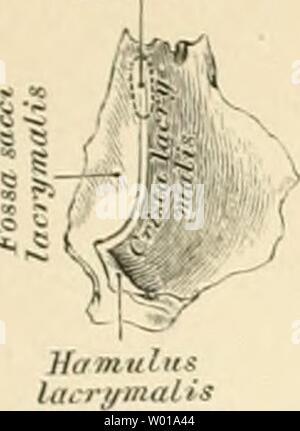 Archiv Bild von Seite 72 der beschreibenden und topographische Anatomie sterben. Beschreibende und topographische Anatomie des Menschen diedescriptiveun 00 heit Jahr sterben: 1896 Lüneburg des Gesichtes. 33 Stockfoto
