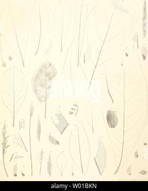 Archiv Bild von Seite 74 der fossilen Flora von Leoben. Stockfoto