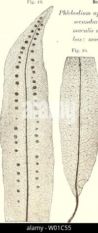 Archiv Bild von Seite 75 der Sterben farnkräuter der jetztwelt, zur Stockfoto