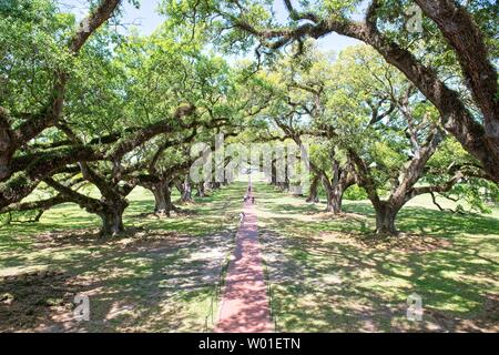 Majestätische Eichen umgeben das Gelände der Oak Alley Plantation in Vacherie, Louisiana Stockfoto