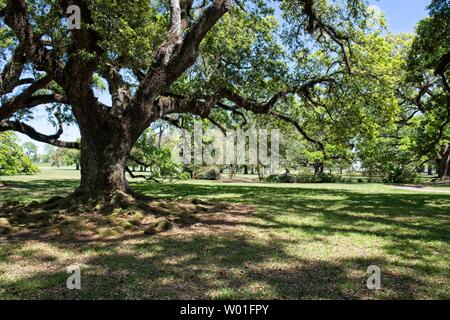 Majestätische Eichen umgeben das Gelände der Oak Alley Plantation in Vacherie, Louisiana Stockfoto