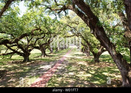 Majestätische Eichen umgeben das Gelände der Oak Alley Plantation in Vacherie, Louisiana Stockfoto